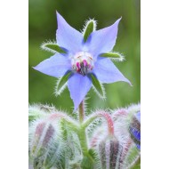 Seminte BORAGO officinalis-Herbs Borage- (Blue Flowering) -Limba mielului