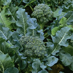 Seminte BRASSICA oleracea italica-Broccoli- Green Sprouting ORG -Broccoli verde intens