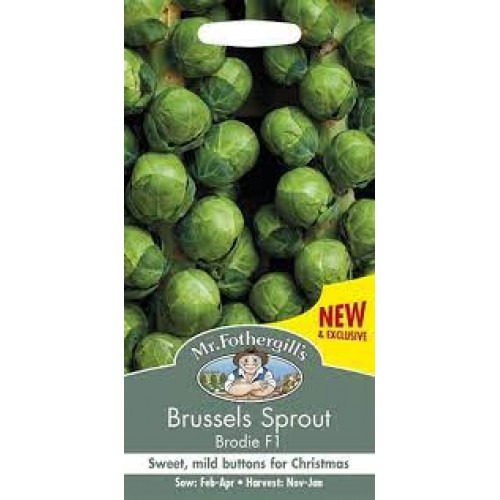 Seminte BRASSICA oleracea gemmifera-Brussels Sprout- Brodie F1-Varza de Bruxelles rezistenta