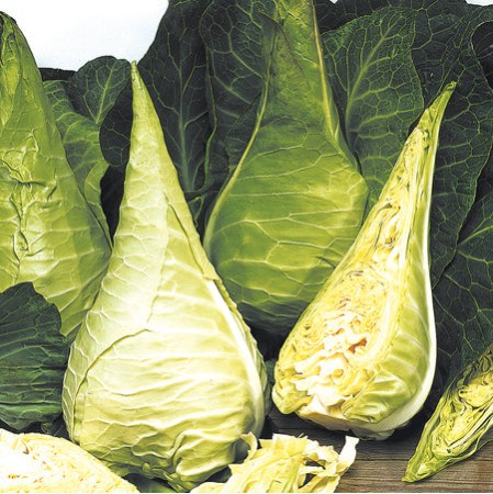 Seminte BRASSICA oleracea capitata-Cabbage- Filderkraut -Varza conica