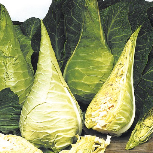 Seminte BRASSICA-Cabbage- oleracea capitata Filderkraut-Varza conica