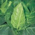 Seminte BRASSICA oleracea capitata-Cabbage- Greyhound -Varza de vara