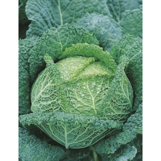 Seminte BRASSICA oleracea capitata-Cabbage Savoy- Savoy King F1 -Varza tip Savoia