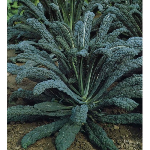 Seminte BRASSICA oleracea acephala-Kale- Nero di Toscana -Varza de frunze, neagra, rezistenta la frig