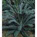 Seminte BRASSICA oleracea acephala-Kale- Nero di Toscana (foth) -Varza de frunze, neagra, rezistenta la frig