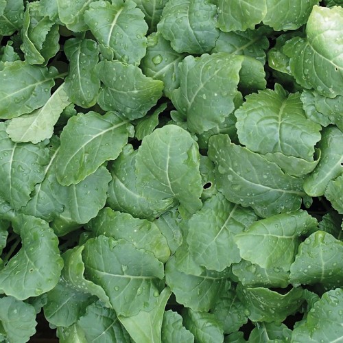 Seminte BRASSICA ol. carinata-Kale- (Etiopian) Amara-Varza de frunze, pt baby-leaf si plante mature