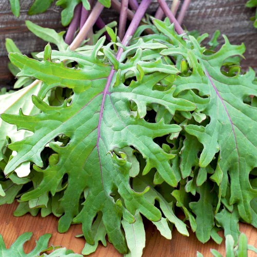Seminte BRASSICA oleracea acephala-Kale- Red Russian - Varza de frunze