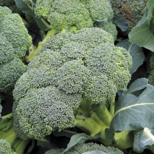 Seminte BRASSICA oleracea it. botrytis-Broccoli Autumn- Covina-Broccoli verde, recoltare indelungata