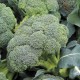 Seminte BRASSICA oleracea it. botrytis-Broccoli Autumn- Covina -Broccoli verde, recoltare indelungata Seminte BRASSICA oleracea it. botrytis-Broccoli Autumn- Covina -Broccoli verde, recoltare indelungata