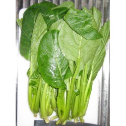Seminte BRASSICA rapa var.perviridis-Komatsuna Japanese Spinach Te-suto F1-Spanac japonez