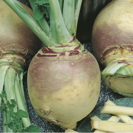 Seminte BRASSICA napus-Swede- Helenor -Nap suedez