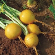 Seminte BRASSICA rapa-Turnip- Oregon F1 -Nap