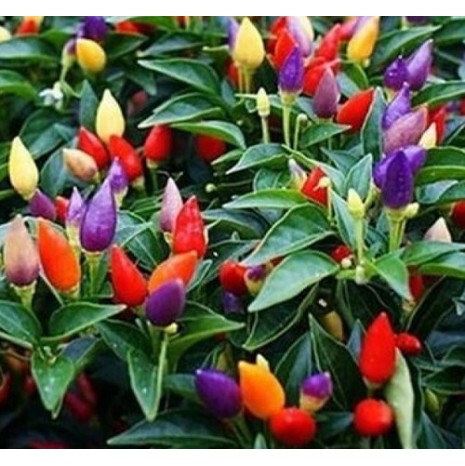 Seminte CAPSICUM annuum-Pepper Hot- Aladdin -Ardei iute pitic