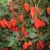 Seminte CAPSICUM annuum-Pepper Hot- Paper Lantern -Ardei iute, recomandat pt sera