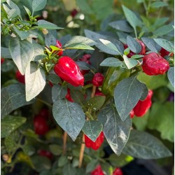 Seminte CAPSICUM annuum-Pepper Hot- Hot Pot -Ardei iute