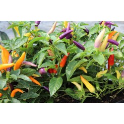 Seminte CAPSICUM annuum-Pepper Hot- Jazz -Ardei pitic colorat