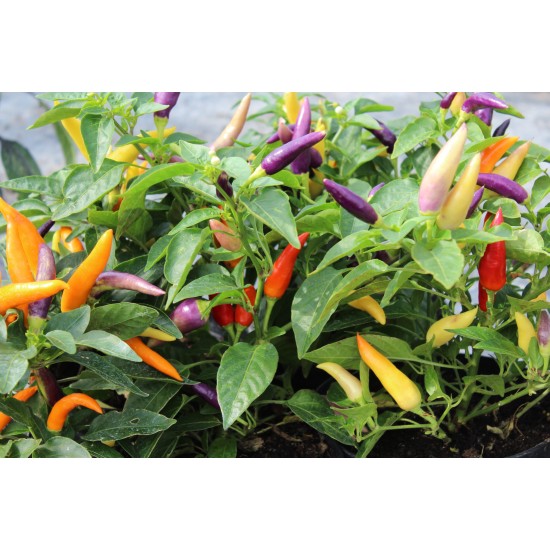 Seminte CAPSICUM annuum-Pepper Hot- Jazz -Ardei pitic colorat