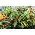 Seminte CAPSICUM annuum-Pepper Hot- Jazz -Ardei pitic colorat