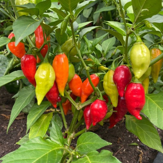 Seminte CAPSICUM annuum-Pepper Hot- Raging Bull F1 -Ardei iute