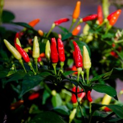 Seminte CAPSICUM annuum-Pepper Hot- Tabasco -Ardei iute