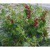 Seminte CHENOPODIUM filiosum-Strawberry spinach- Red Fruits