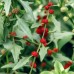 Seminte CHENOPODIUM filiosum-Strawberry spinach- Red Fruits