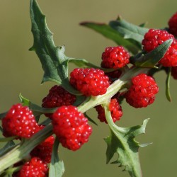 Seminte CHENOPODIUM filiosum-Strawberry spinach- Red Fruits