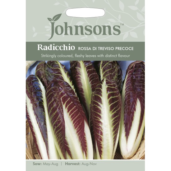 Seminte CICHORIUM intybus-Radicchio- Rossa di Treviso Precoce - Andiva-Cicoare rosie