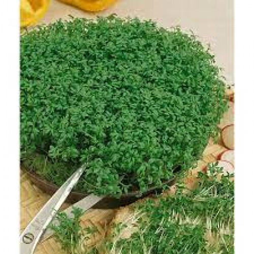 Seminte CRESSON lepidium sativum-Herbs Cress- Curled ORG -Creson organic
