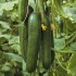 Seminte CUCUMIS sativus-Cucumber- Passandra F1-Castraveti rezistenti la mozaic si fainare