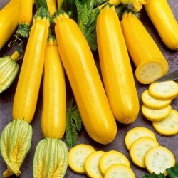 Seminte CUCURBITA pepo-Courgette- Atena Polka F1 -Dovlecel timpuriu si productiv