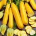 Seminte CUCURBITA pepo-Courgette- Atena Polka F1 -Dovlecel timpuriu si productiv
