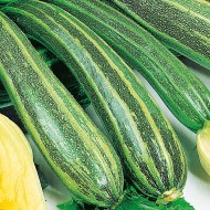 Seminte CUCURBITA pepo-Courgette- Coucourzelle -Dovlecei vargati