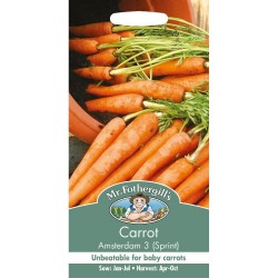Seminte DAUCUS carota-Carrot- Amsterdam 3  -Morcov dulce, timpuriu