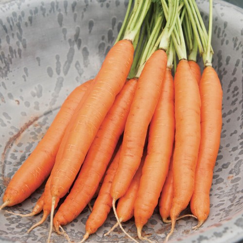 Seminte DAUCUS carota-Carrot- Romance F1-Morcov lung rezistent la ramificare