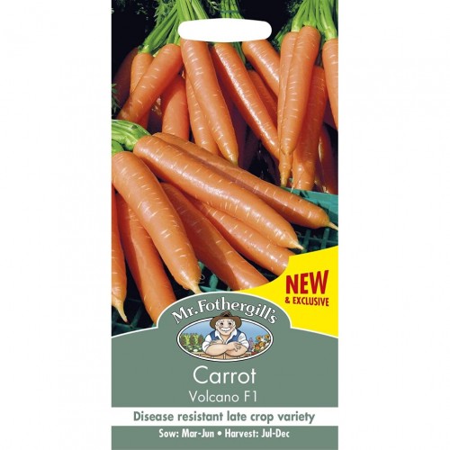Seminte DAUCUS carota-Carrot- Volcano F1 - Morcovi 