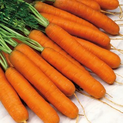 Seminte DAUCUS-Carrot- carota Norfolk F1-Morcovi rezistenti la patare
