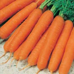 Seminte DAUCUS carota-Carrot- Jitka F1 -Morcovi foarte mari
