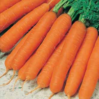 Seminte DAUCUS carota-Carrot- Jitka F1 -Morcovi foarte mari