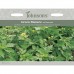 Seminte GREEN manure- Autumn Mix -ingrasamant verde