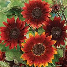 Seminte HELIANTHUS annuus-Sunflower- Red Sun -Floarea-Soarelui