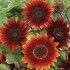 Seminte HELIANTHUS annuus-Sunflower- Red Sun -Floarea-Soarelui