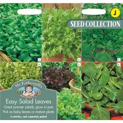 Seminte LACTUCA sativa-Lettuce- COLLECTION Easy Salad Leaves (valerianela, creson,salata mix, mizuna, mustar,rucola) - 6 specii pentru salata