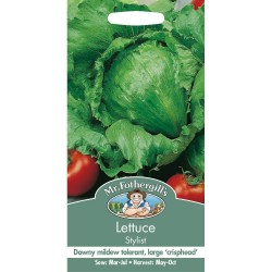 Seminte LACTUCA sativa-Lettuce- Stylist -Salata rezistenta la fainare