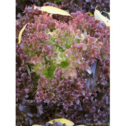 Seminte LACTUCA sativa-Lettuce- Lollo Rossa -Salata creata, rosie