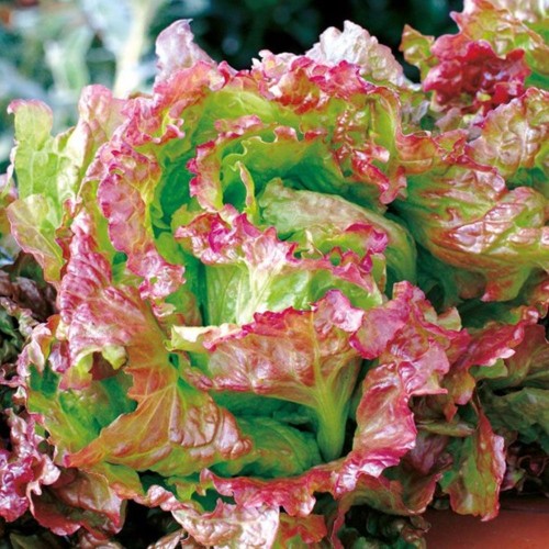 Seminte LACTUCA sativa-Lettuce- Rosa di Trento - Salata tip Butterhead, verde cu bordura rosie 