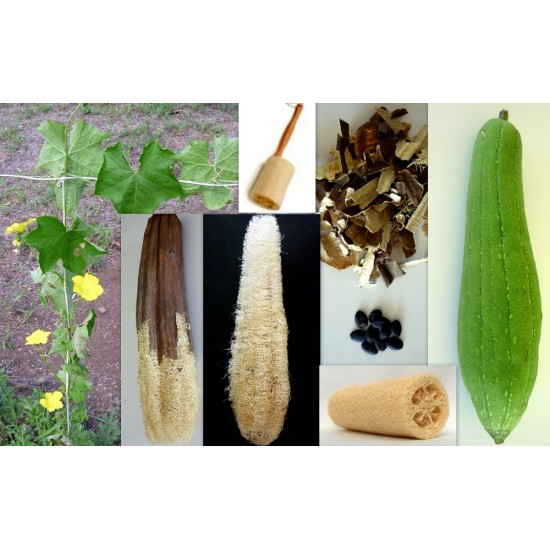 Seminte LUFFA cylindrica- Vegetable Sponge -Burete Vegetal