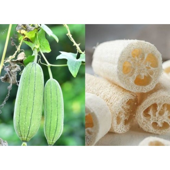 Seminte LUFFA cylindrica- Vegetable Sponge -Burete Vegetal