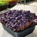 Seminte Ocimum basilicum- Basil Red (micro-greens) -Busuioc rosu 