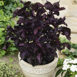 Seminte PERILLA frutescens-Herbs Shiso- Purple -Urzicuta koreana -planta condimentara